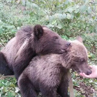 Bears 2 shop