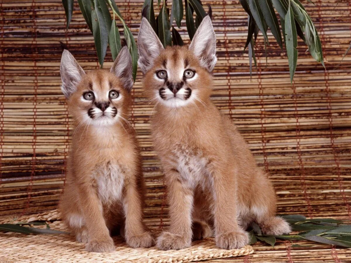 порода каракал. кораллы кошки. кораллы кошки. оцелот сервал каракал. кораллы кошки.