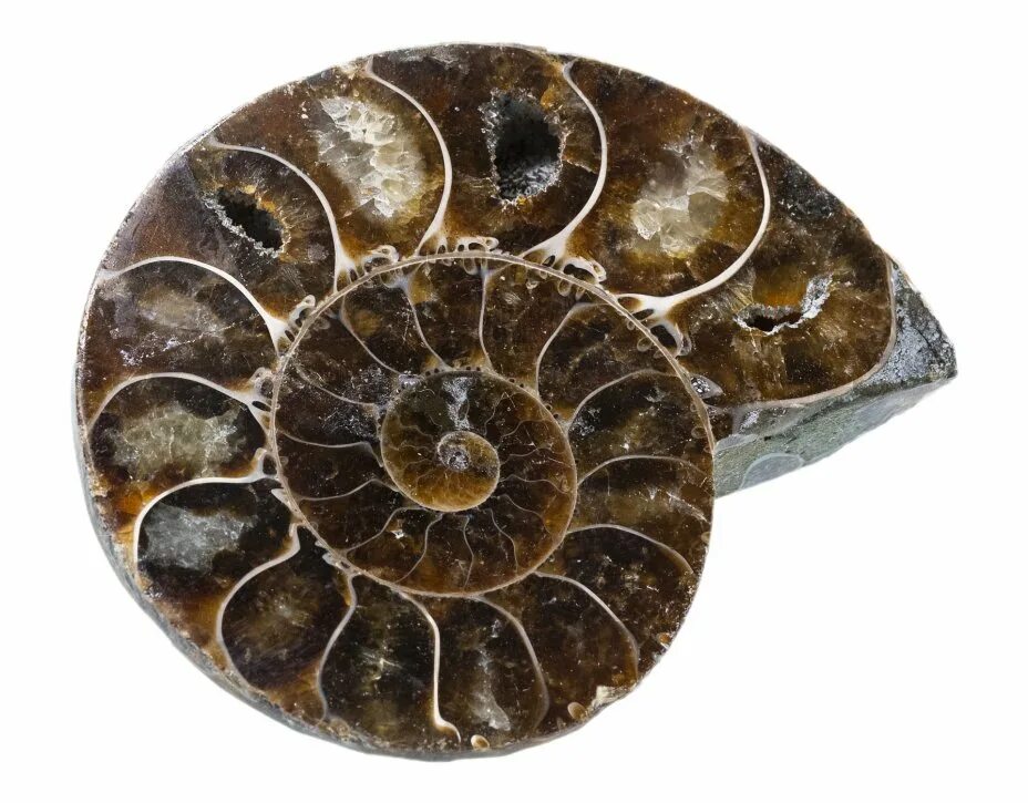 аммонит, полированный срез. аммонит срез. аммониты размеры. аммонит срез. аммониты опалесценция.