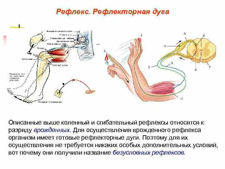 Последовательность рефлекторной дуги сгибательного рефлекса