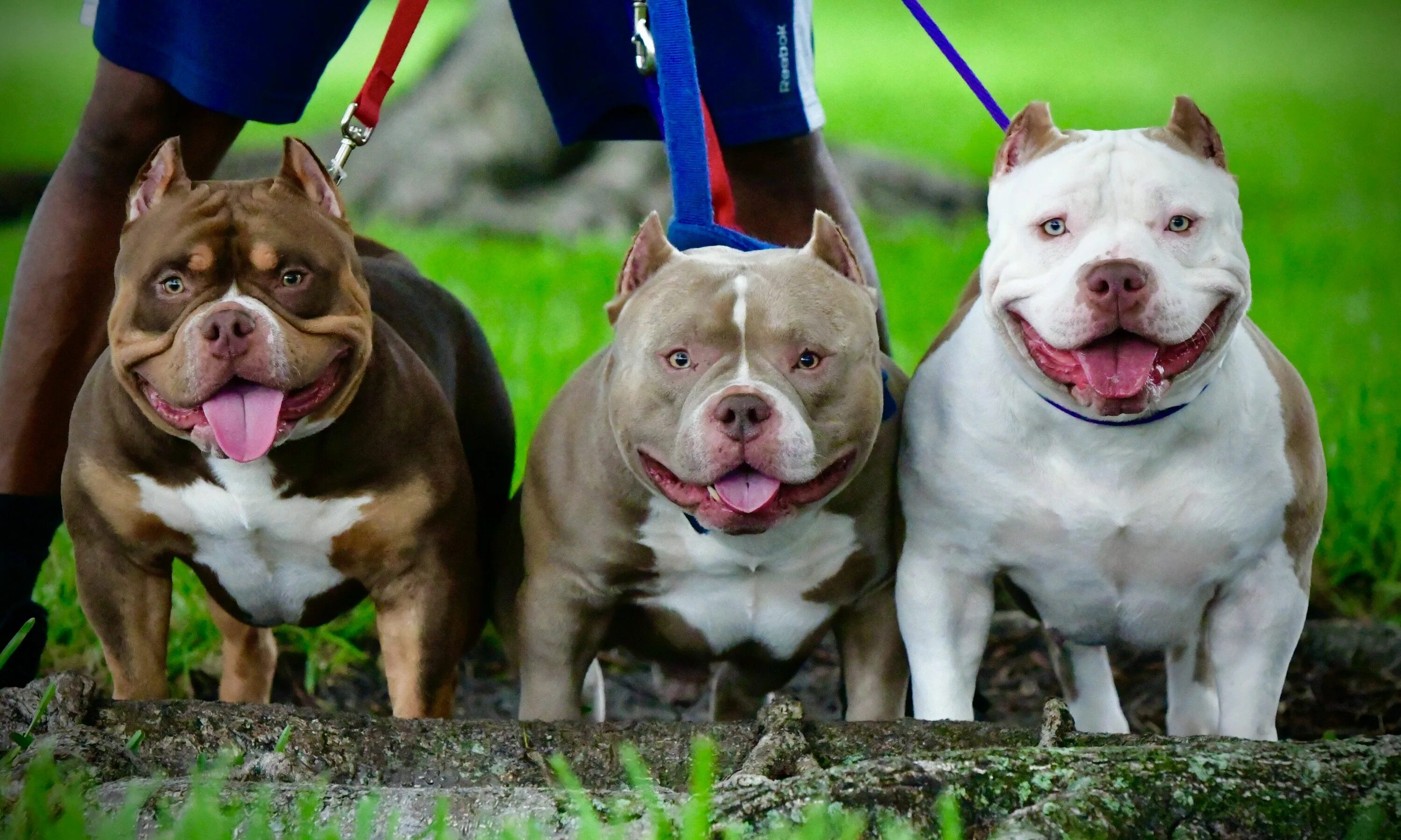 POWER. ..... @bullymagazine - Thick lil bull Hayo of @timebombwill! The BRAND. .