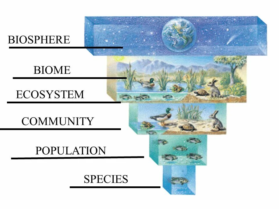 Сообщество популяция. Biosphere structure. Biosphere ecosystem. Biosphere Evolution. Biosphere группа.