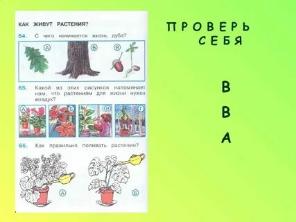 Растение 1 разбор