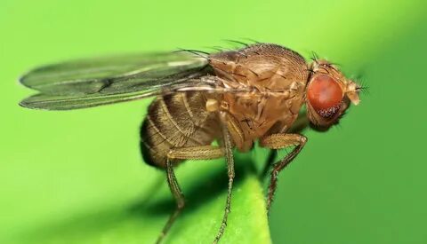 Fruit fly