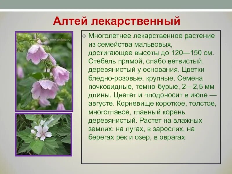 Алтей лекарственный целитель. Алтей описание растения. Алтей лекарственный корневище. Алтея лекарственная описание. Алтея лекарственная описание.