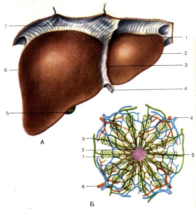 Печень части органа. Строение печени. Строение печени человека анатомия. Печень анатомия без подписей.