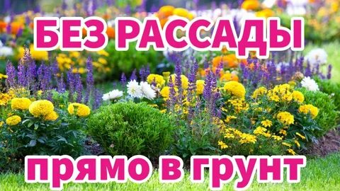 Цветы без рассады сразу