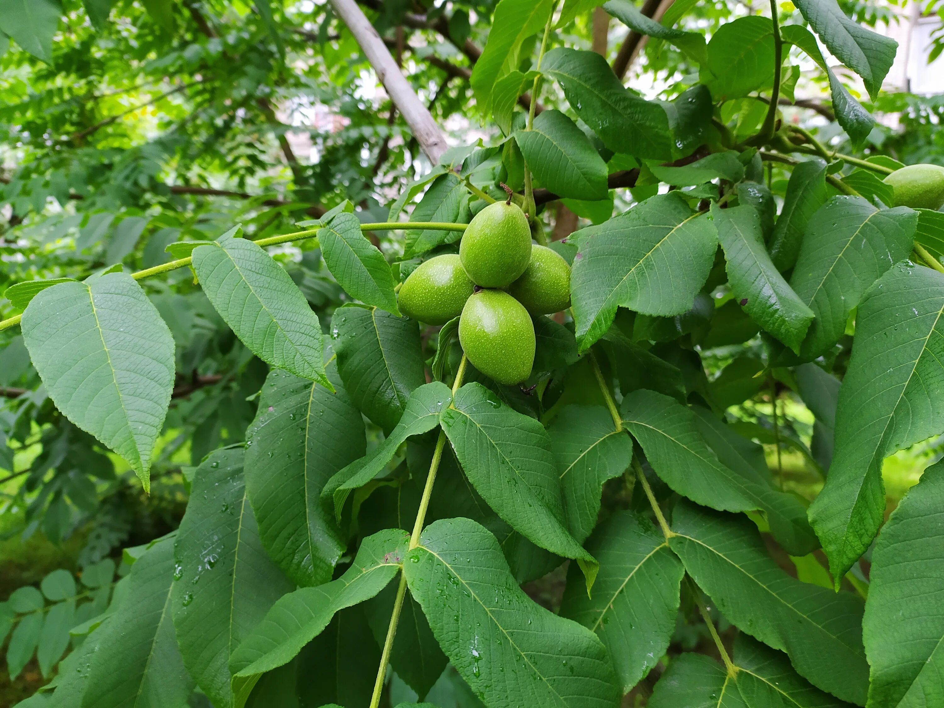 Лист ореха купить