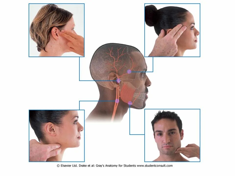 где находится слышно. где находится слышно. орган слуха человека. где находится слышно. диафрагма расположение анатомия.