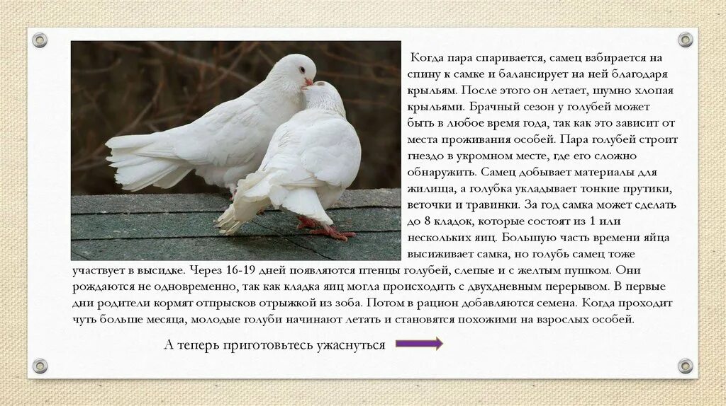 Голубь самка и самец отличия. Голубь самец. Как отличить самку и самца голубя. Как отличить самку и самца голубя. Как понять голубей.