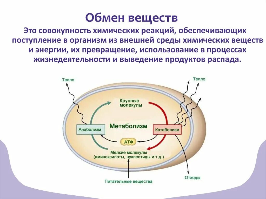Основной процесс клеточного обмена. Обмен веществ и энергии в организме схема. Процессы обмена веществ в организме человека. Обмен веществ это процесс поступления веществ в организм.