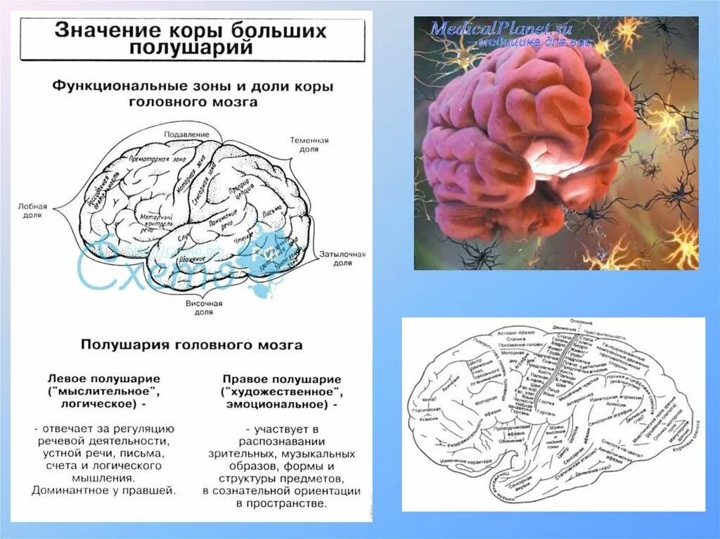 Функциональные зоны коры больших полушарий. Схема слоев коры головного мозга. Функция слоев коры больших полушарий головного мозга.