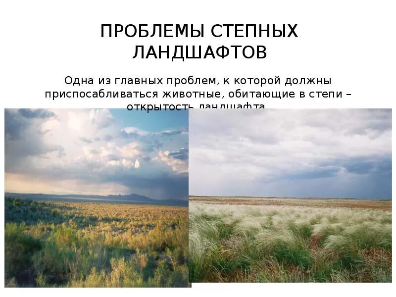 Какие ландшафты преобладают в степной зоне?. Штат канзас степь. Полынно-типчаково-ковыльные степи. Ландшафты зоны степей. Степь природная зона.