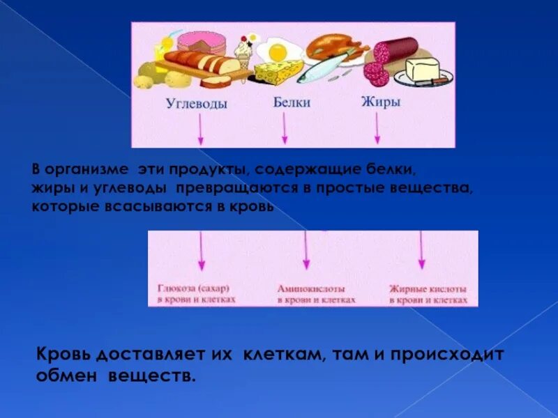 Как изменяются белки жиры и углеводы. Белки жиры углеводы. Основные источники углеводов в питании. Соединение белков и жиров. Усвоение белков жиров углеводов в организме.