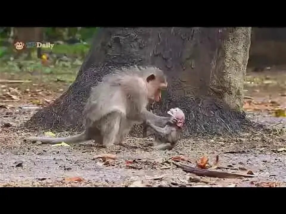 Обезьянки смешное видео для детей