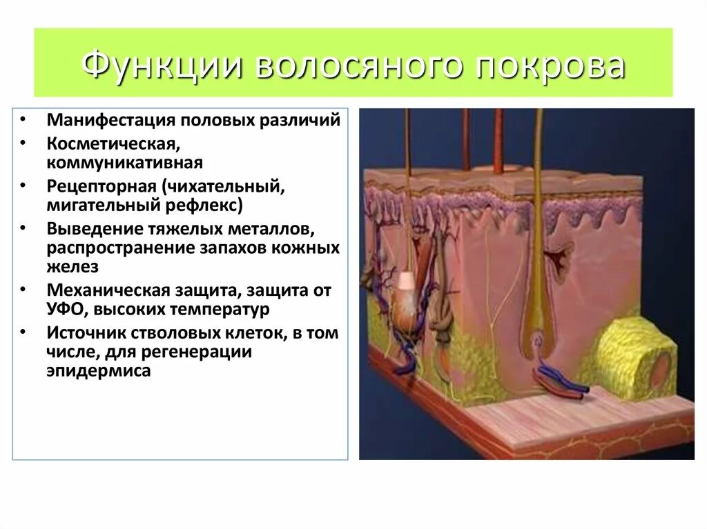 Функции врлосяеого Покров. Функции волосяного Покрова. Функции волосяного Покрова млекопитающих. Функции шерстного Покрова.