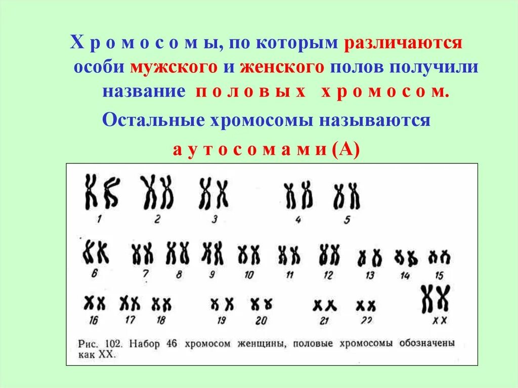 Схема хромосомной дифференциации пола у дрозофил