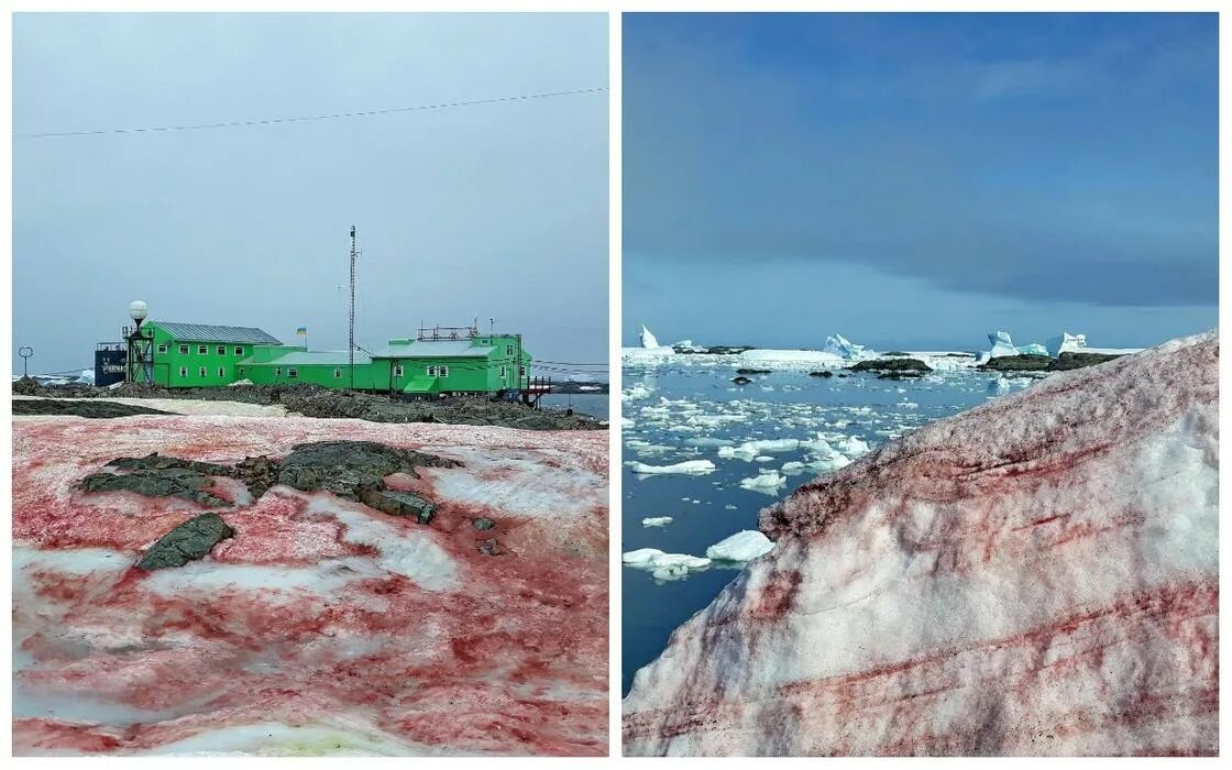 Красный снег хламидомонада. Красный снег пошел. Красный снег водоросли. Красный снег водоросли. Красный снег хламидомонада.