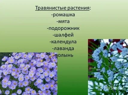 Наличие травянистых и древовидных форм