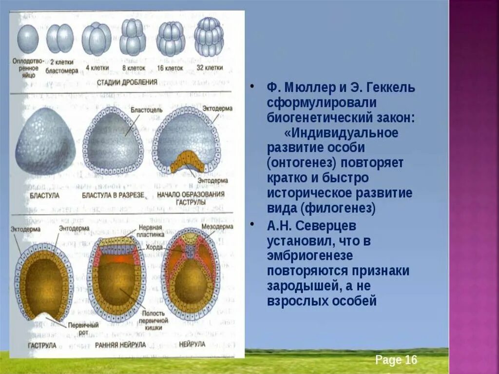 Филогенез геккеля. Теория Мюллера Геккеля. Закон Геккеля. Биологический закон Мюллера-Геккеля. Геккель эмбриогенез.