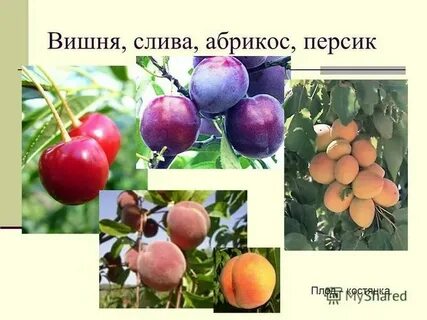 Яблоня двудольная