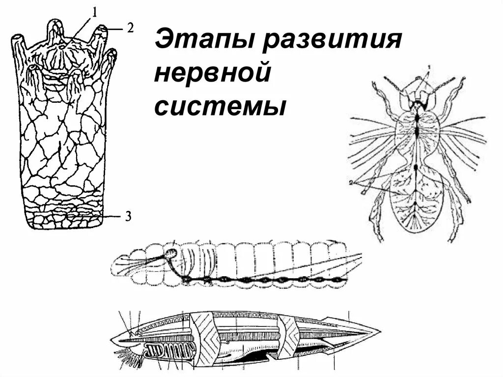 Тип нервной системы беспозвоночных животных. Эволюция нервной системы. типы нервной системы у животных. эволюция нервной системы у животных. филогенез нервной системы беспозвоночных.