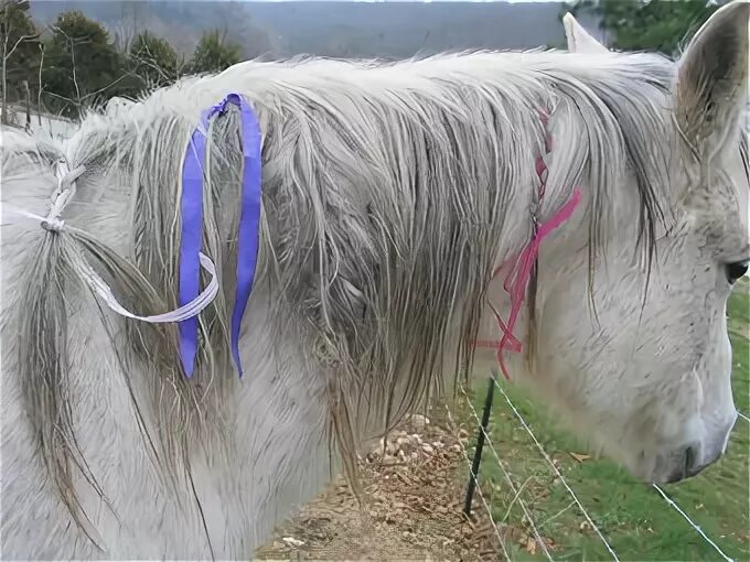 Ласки заплетают косички лошадям. Ласка заплетает лошадям. Ласка заплетает лошадям. Ласка заплетает лошадям. Лента в гриве.