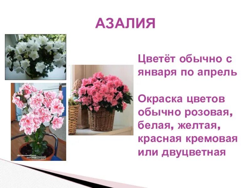 Значение имени азалии. Значение имени азалии