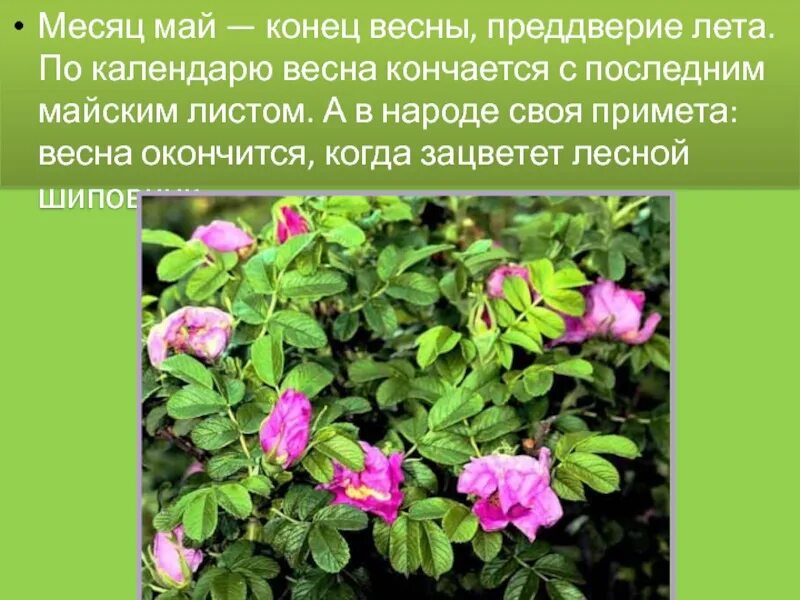 Месяц май минут. Месяц май. май особенности месяца. май месяц презентация.