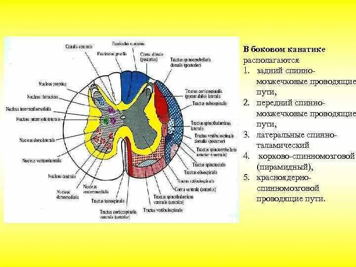 Канатики спинного мозга функции. Латеральное промежуточное вещество спинного мозга. в передних канатиках белого вещества спинного мозга располагаются. передний канатик спинного мозга расположен. задние канатики белого вещества спинного мозга проводят.