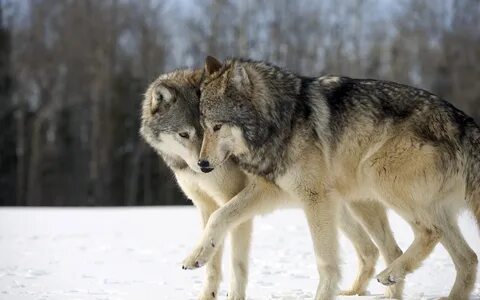 Wolf 4t