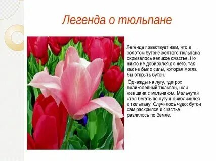 Текст тюльпан