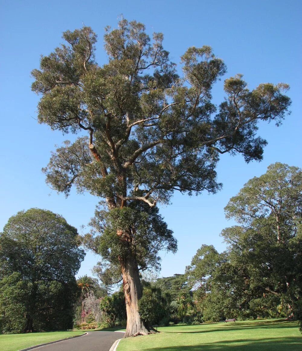 Eucalyptus tree