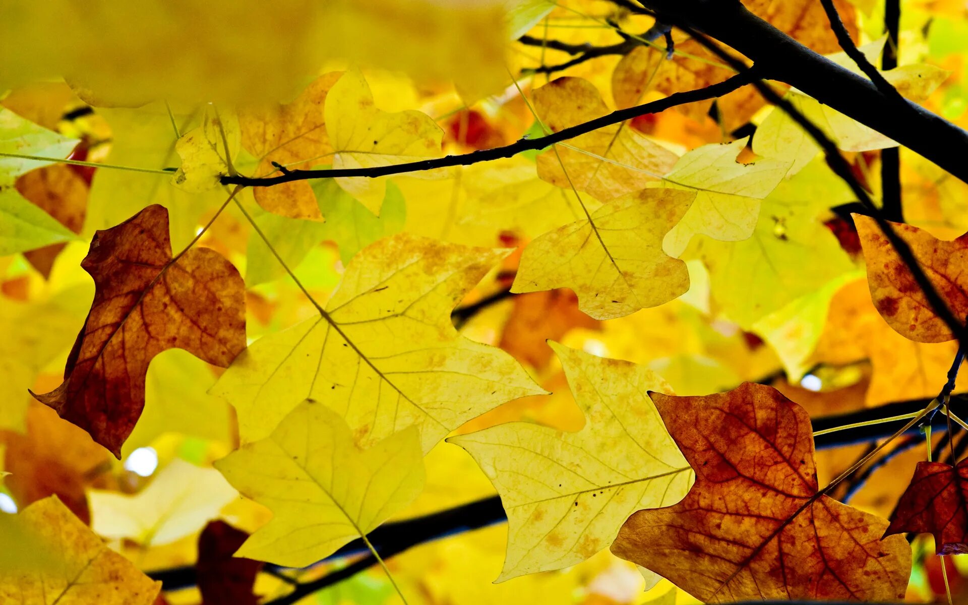 Yellow Magic Autumn magic, Yellow leaves, Fall photos