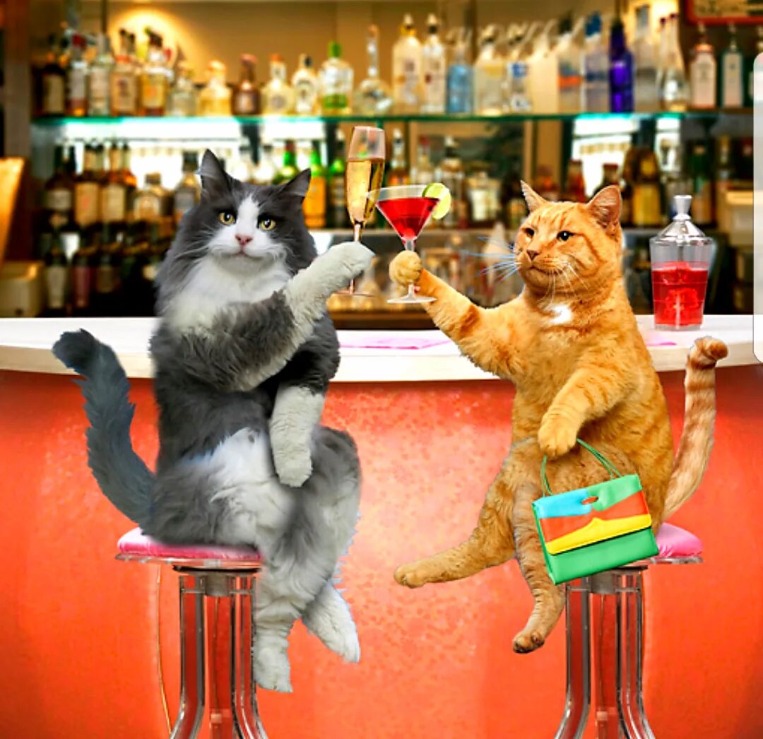 Хорошо повеселиться. Кот праздник. Кот на барной стойке. С днём рождения с котиками. Праздничный котик.