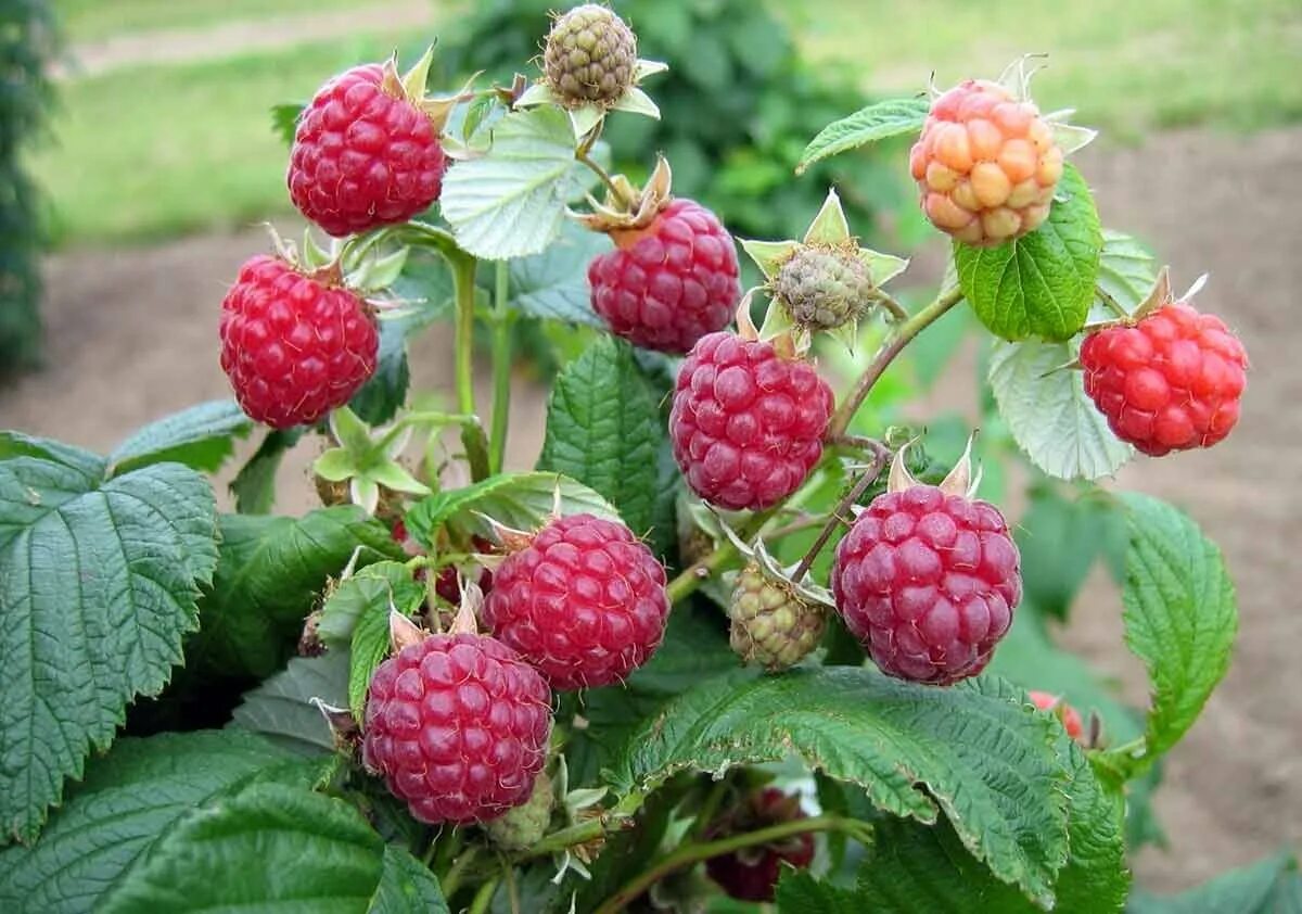 Малина ремонтантная зева. Малина Зоренька Алтая. Малина Rubus idaeus. Малина Нектарная сорт Хейса. Малина кузьмина описание сорта фото