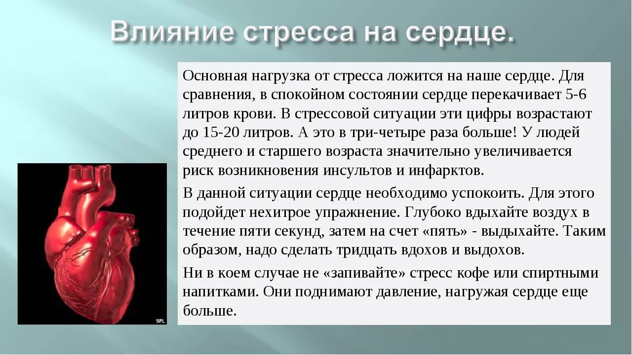 Смерть после стресса. Влияние стресса на сердце. Стресс и заболевание сердца. Влияние стресса на сердечно-сосудистую систему. Влияние стресса на организм.