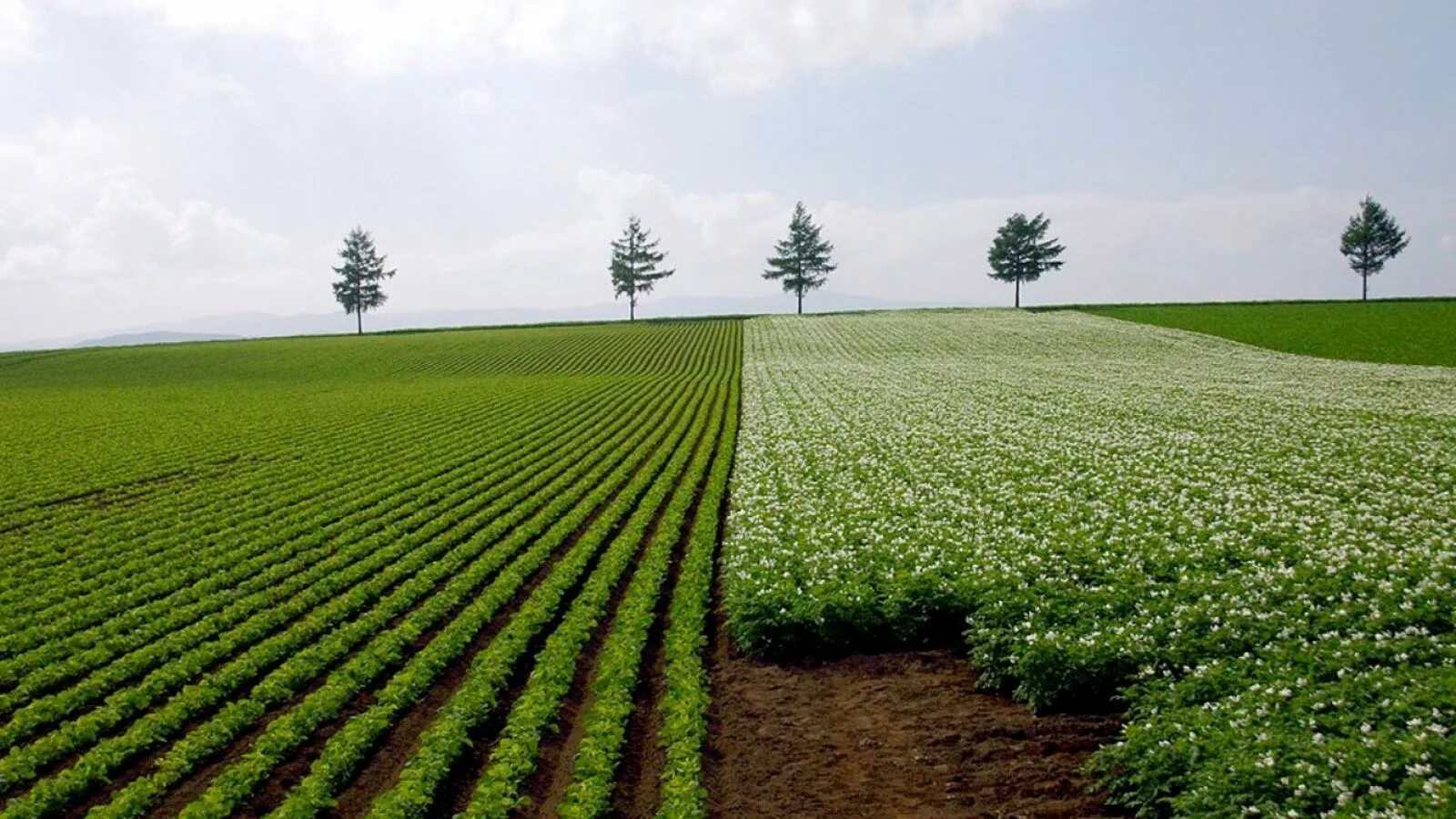 Row fields