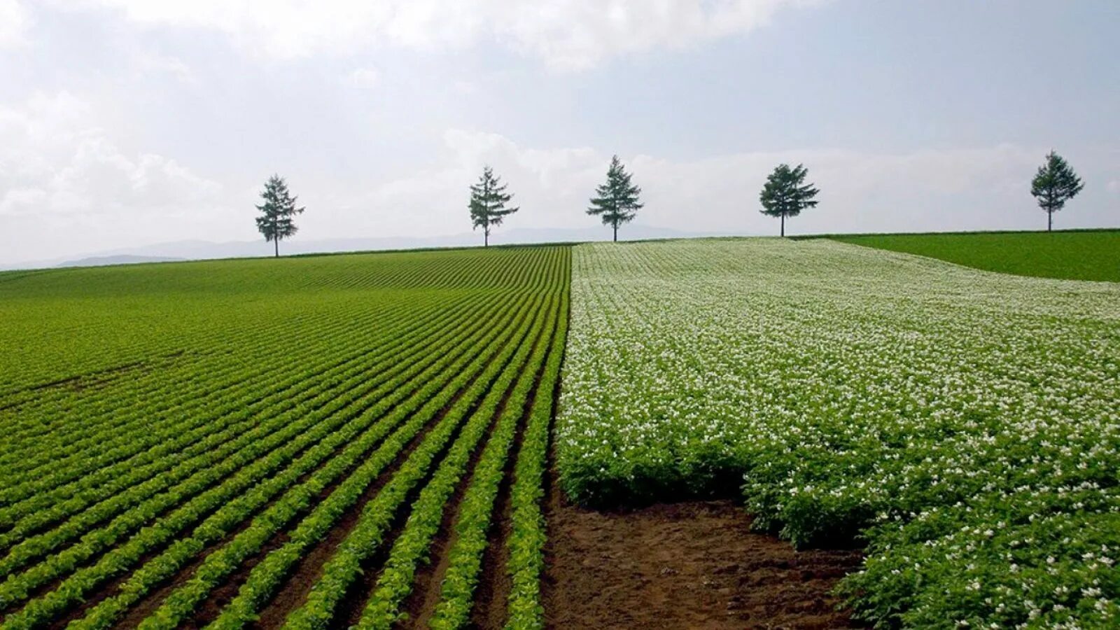 Морковное поле. Овощное поле. Плантации моркови. Картофельное поле. Row fields