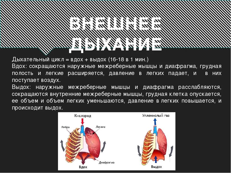 Вдох выдох выдох впр. Легкие при вдохе. Легкие при вдохе и выдохе. Цикл дыхания человека. Механизм дыхательных движений вдоха и выдоха.