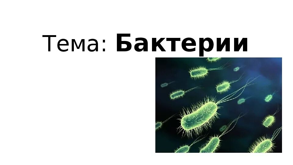 Тема бактерии. Бактерии проект. Бактерии 6 класс. Презентация по биологии. Легкая тема по биологии