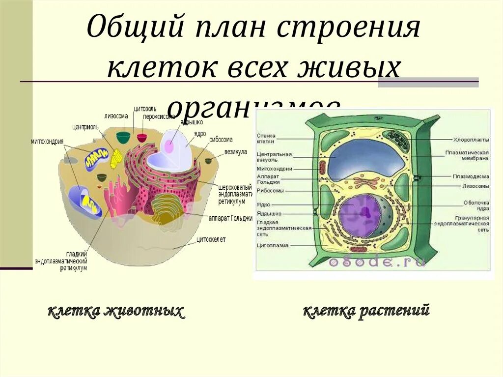 Человек имеет клеточное строение. Общий план строения клеток живых организмов. Общий план строения растительной клетки. Общий план строения клеток растений. Общий план строения животной клетки.