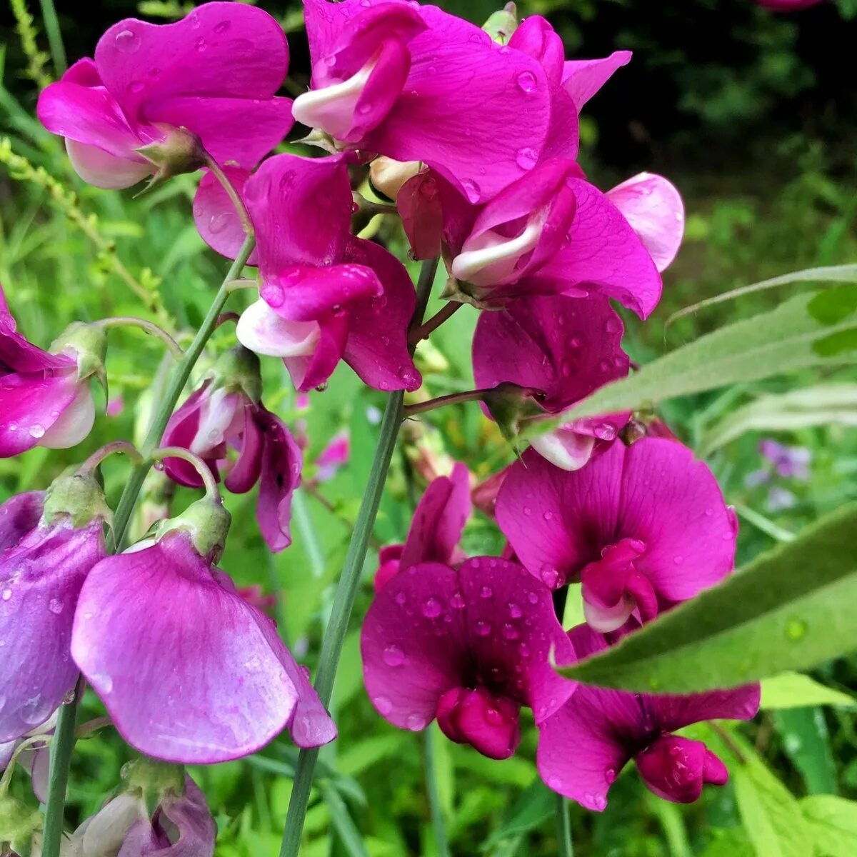 Душистый горошек жанет. Душистый горошек (lathyrus odoratus). Душистый горошек пезаро. Душистый горошек маммут. Душистый горошек пезаро.