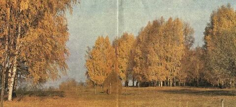 Лес петра 1