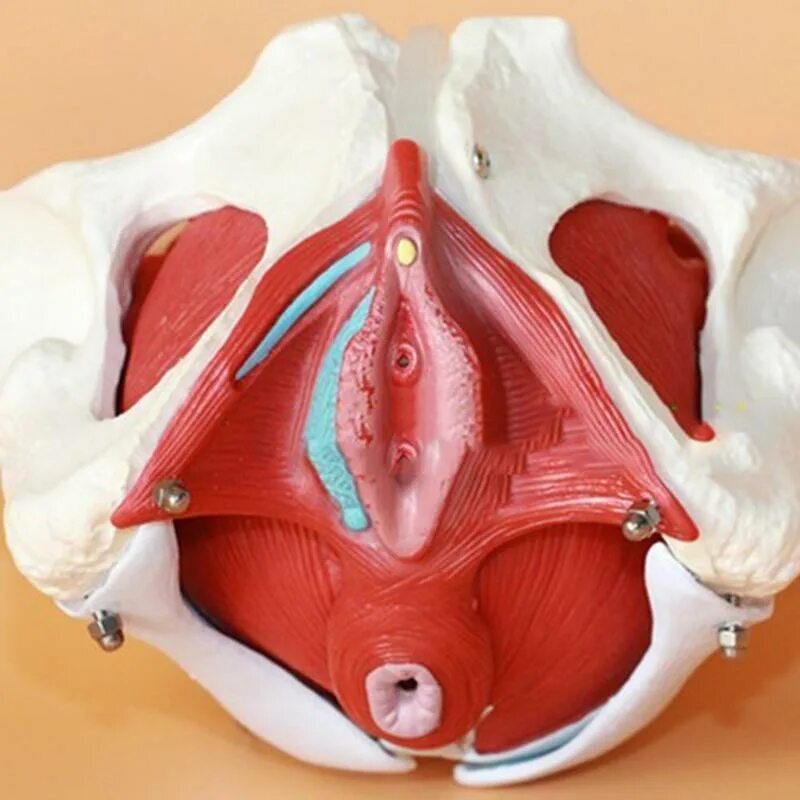 Макет женских половых органов. Необычный женский половой орган. Макет тазового дна. Муляж тазового дна.