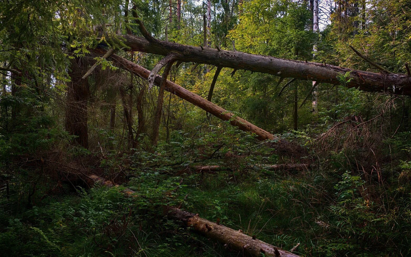 Рязанский мещерский лес. Мещерский лес сам лес. Леса в мещере глухие. Леса в мещере глухие. Мещерские леса рязанской области.