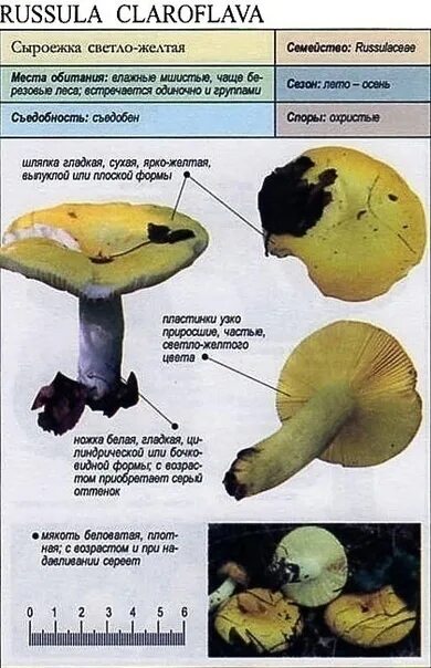 Сыроежка желтая (Russula claroflava) фото и описание