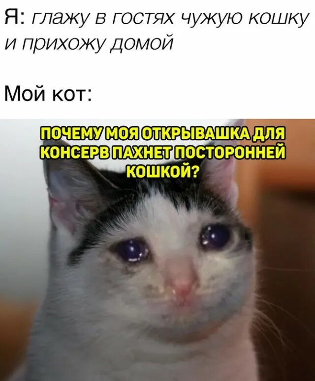 Чужую кошку