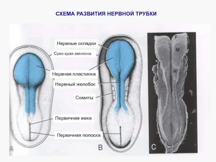Органы из нервной трубки