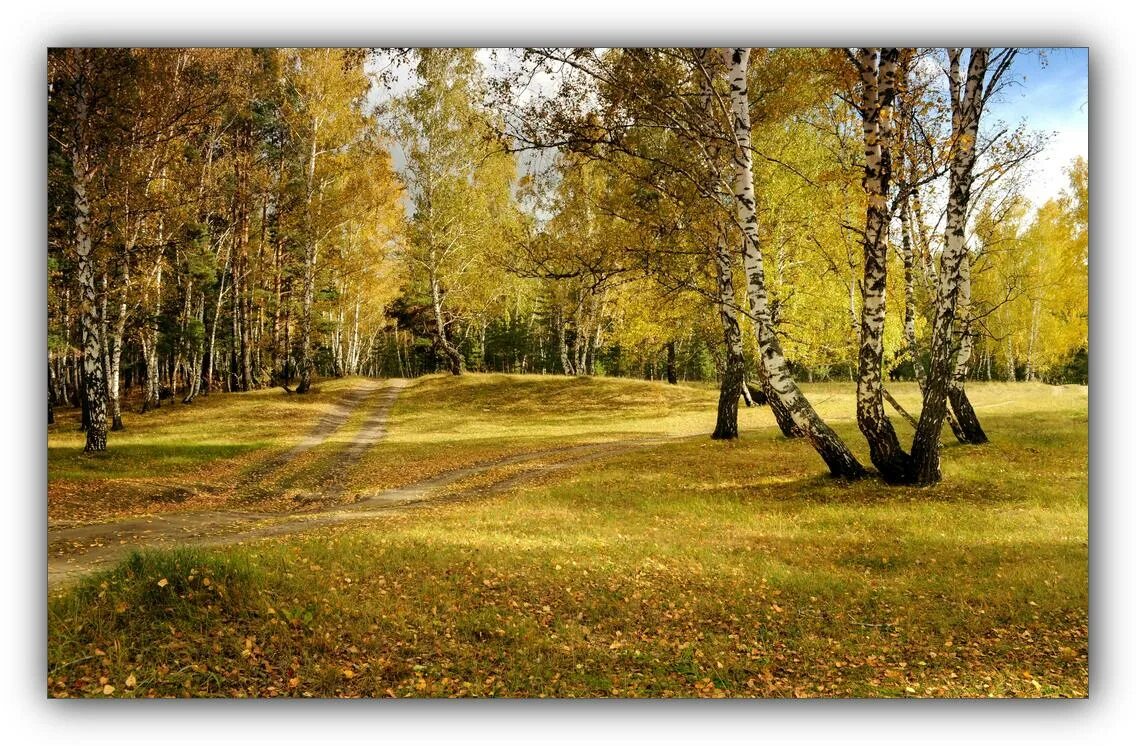 Осень ПКИО Березовая роща. Берёзовая роща Тюмень парк. Сквер Березовая роща Тюмень. Березовая роща осенью. Дождь заливал лес на опушке где